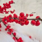 Ostrokrzew czerwony - Ilex żywa gałązka 100cm (Ilex Ve Rode Bes) 1szt.