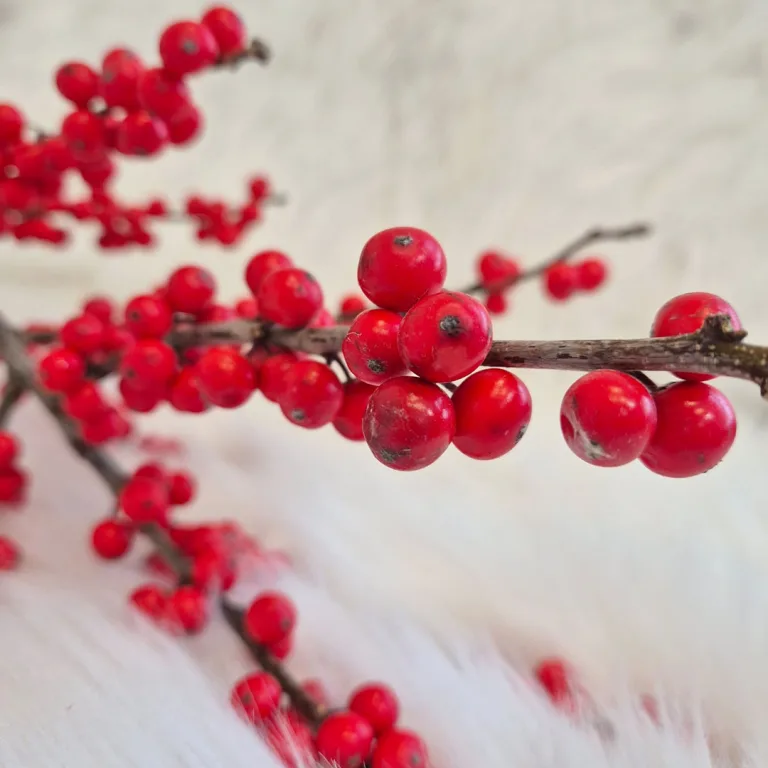 Ostrokrzew czerwony - Ilex żywa gałązka 100cm (Ilex Ve Rode Bes) 1szt.