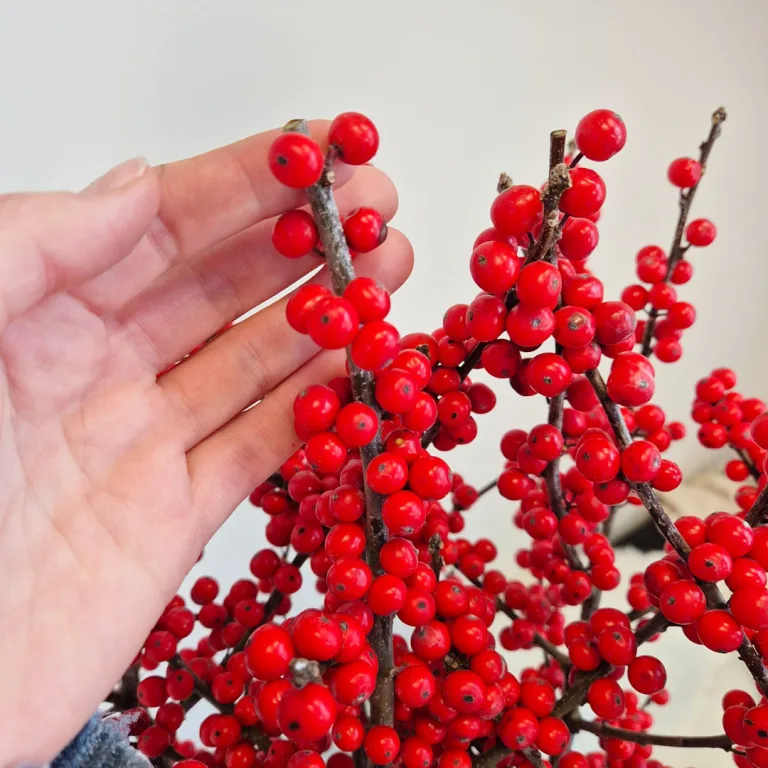 Ostrokrzew czerwony - Ilex żywa gałązka 100cm (Ilex Ve Rode Bes) 1szt.