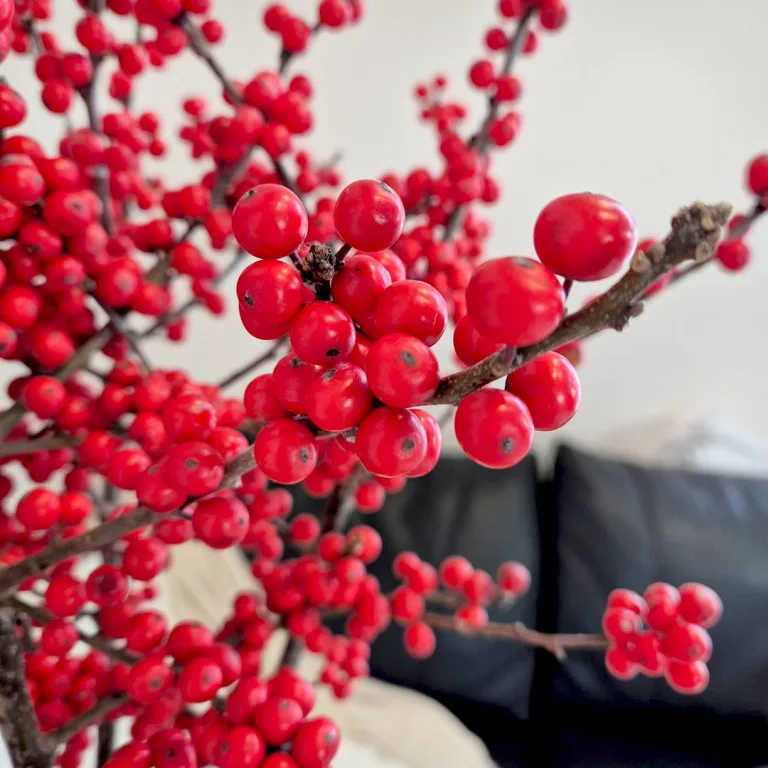 Ostrokrzew czerwony - Ilex żywa gałązka 100cm (Ilex Ve Rode Bes) 1szt.