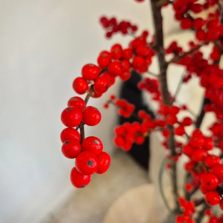 Ostrokrzew czerwony - Ilex żywa gałązka 100cm (Ilex Ve Rode Bes) 1szt.