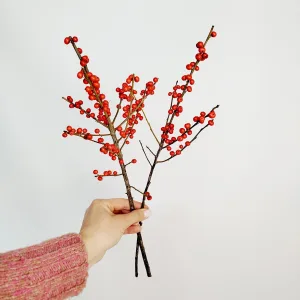 Ostrokrzew czerwony - Ilex żywa gałązka (Ilex Ve Rode Bes) 35cm 1szt.