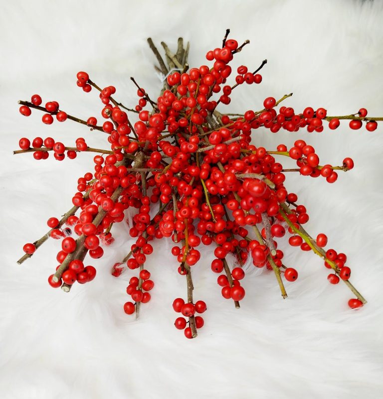 Ostrokrzew czerwony - Ilex żywa gałązka (Ilex Ve Rode Bes) 35cm 1szt.