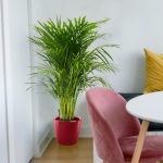 Palma Areka (Areca Dypsis) 140cm