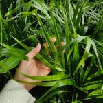 Palma Areka (Areca Dypsis) 110cm