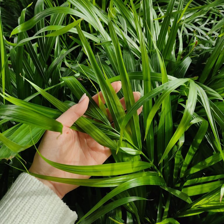 Palma Areka (Areca Dypsis) 110cm