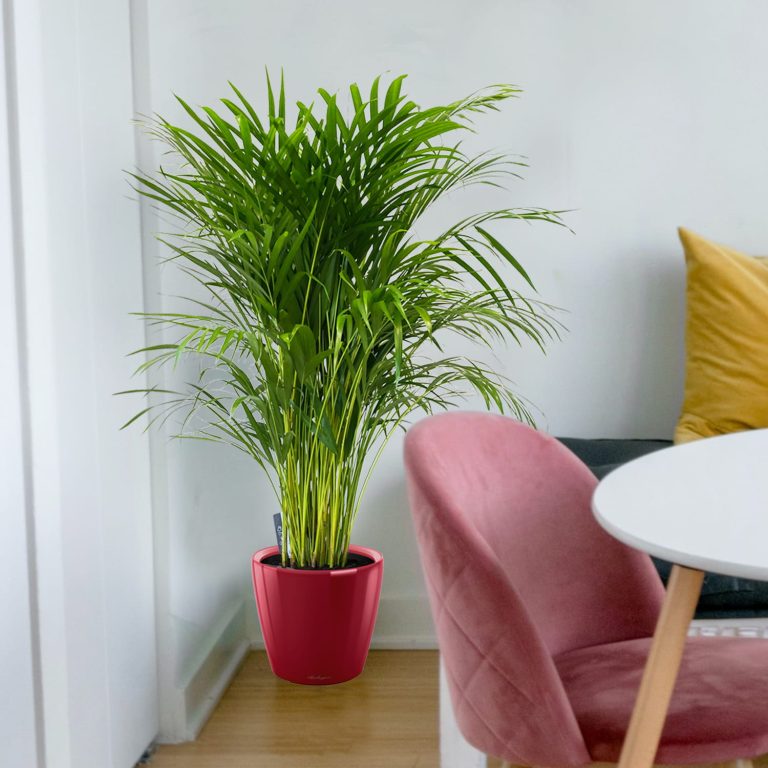 Palma Areka (Areca Dypsis) 140cm