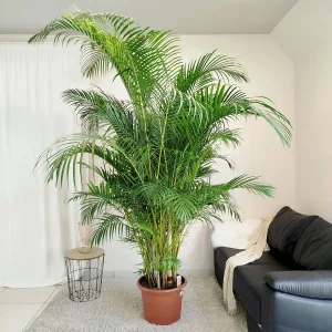 Palma Areka (Areca Dypsis) 270cm