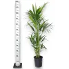 Palma Kentia (Kencja, Howea) 120cm