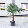 Palma szorstkowiec (Trachycarpus Fortunei) 150-170cm