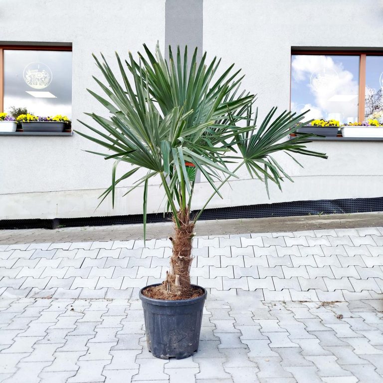 Palma szorstkowiec (Trachycarpus Fortunei) 160cm
