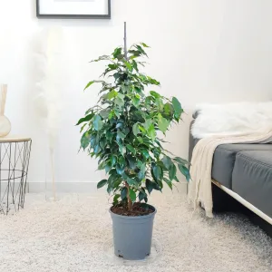 Fikus beniamiński (Ficus benjamina 'Danielle') 100cm