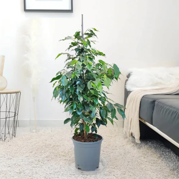 Fikus beniamiński (Ficus benjamina 'Danielle') 100cm