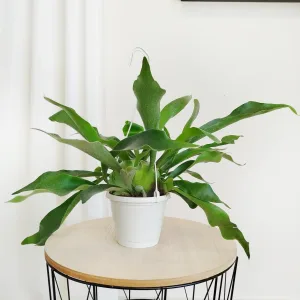 Paproć płaskla łosioroga (Platycerium bifurcatum) 35cm