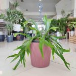 Paproć płaskla łosioroga (Platycerium bifurcatum) 45cm