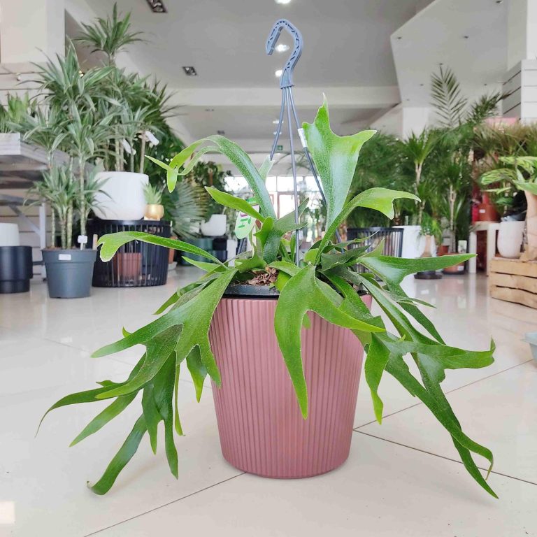 Paproć płaskla łosioroga (Platycerium bifurcatum) 45cm