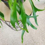 Paproć płaskla łosioroga (Platycerium bifurcatum) 45cm