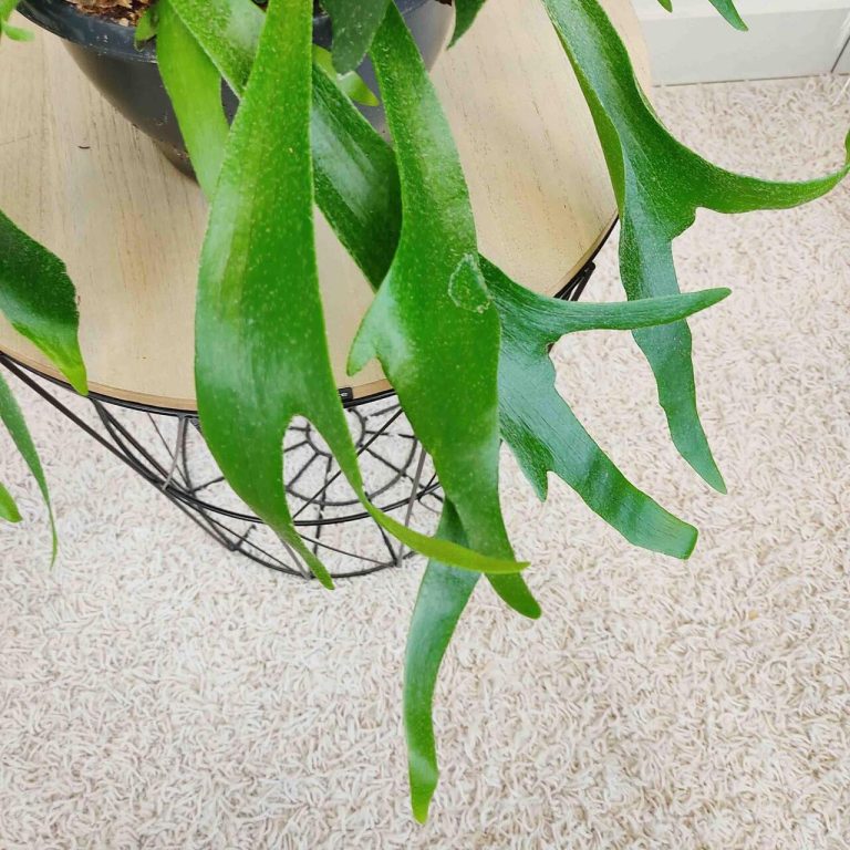 Paproć płaskla łosioroga (Platycerium bifurcatum) 45cm