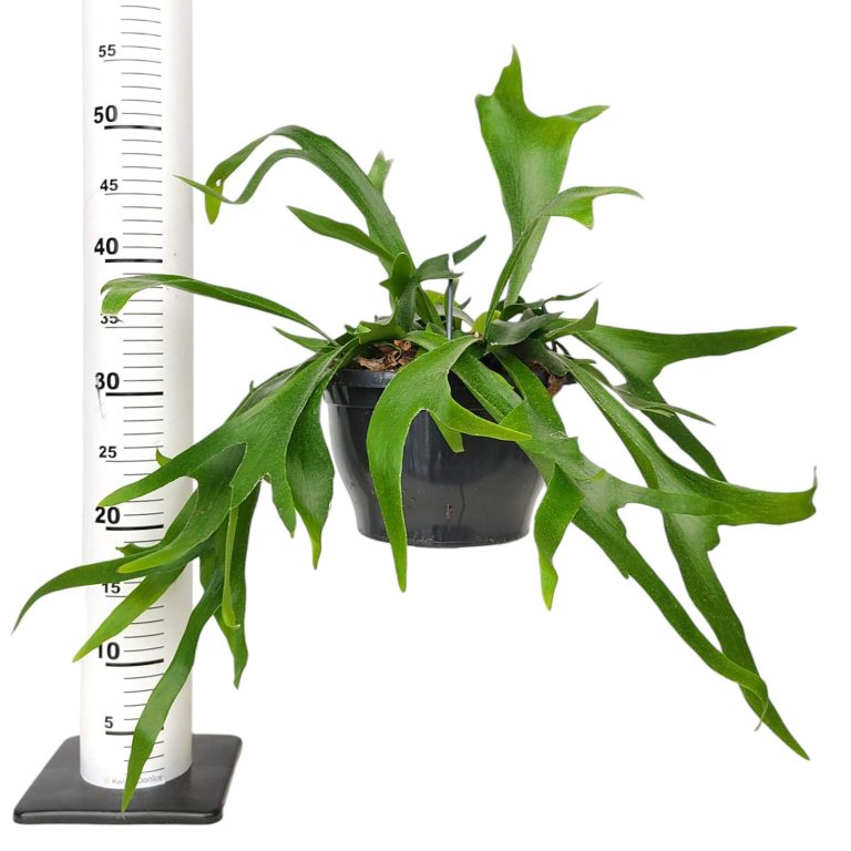 Paproć płaskla łosioroga (Platycerium bifurcatum) 45cm