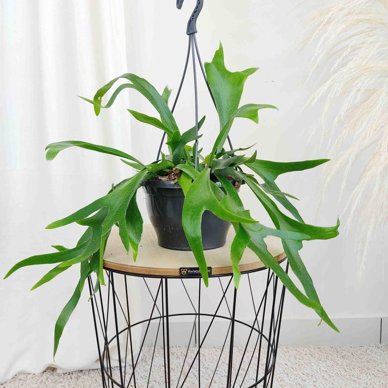 Paproć płaskla łosioroga (Platycerium bifurcatum) 45cm