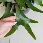 Paproć płaskla łosioroga (Platycerium bifurcatum) 45cm