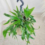 Paproć płaskla łosioroga (Platycerium bifurcatum) 45cm