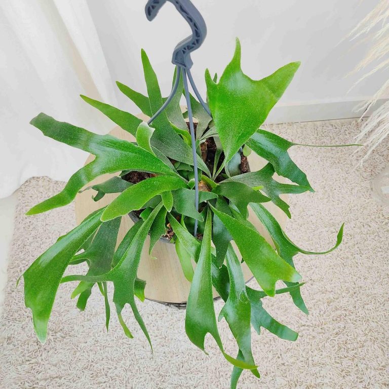 Paproć płaskla łosioroga (Platycerium bifurcatum) 45cm