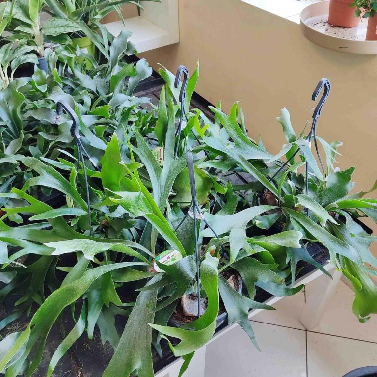 Paproć płaskla łosioroga (Platycerium bifurcatum) 45cm