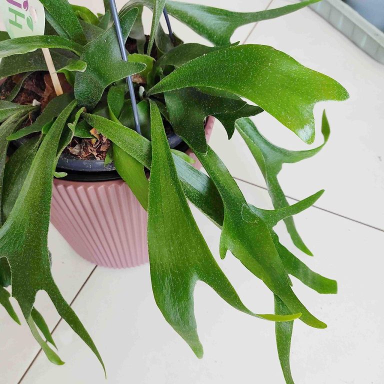 Paproć płaskla łosioroga (Platycerium bifurcatum) 45cm