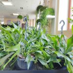 Paproć płaskla łosioroga (Platycerium bifurcatum) 45cm