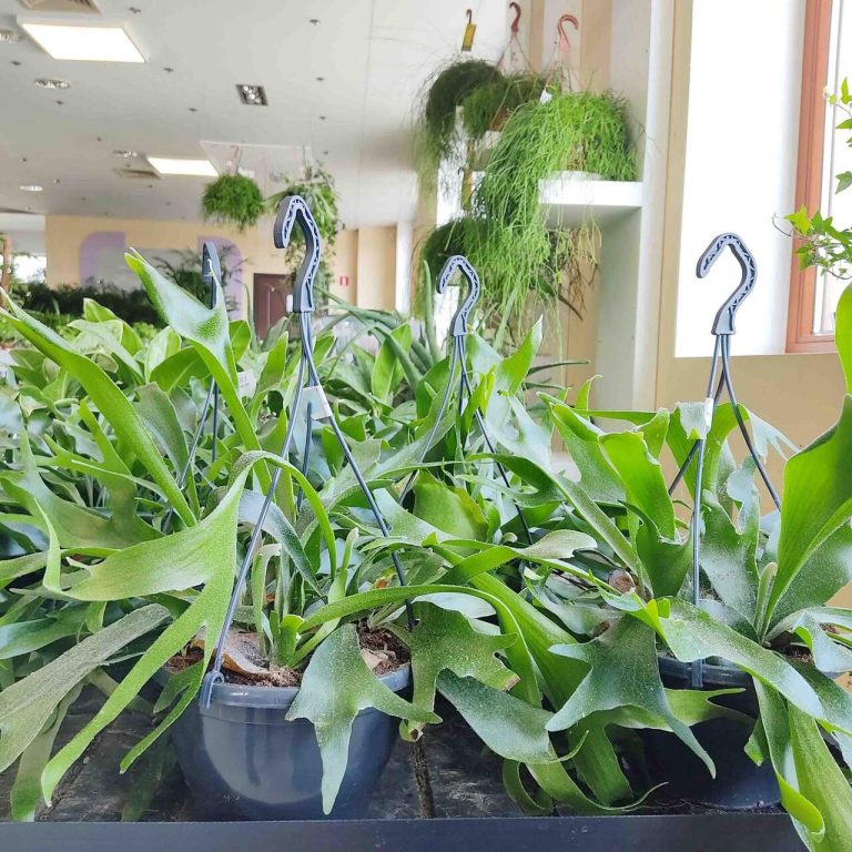 Paproć płaskla łosioroga (Platycerium bifurcatum) 45cm