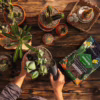 Podłoże Lechuza Cactuspon do kaktusów