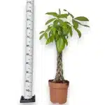 Pachira wodna (Pachira aquatica) 100cm