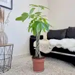 Pachira wodna (Pachira aquatica) 100cm