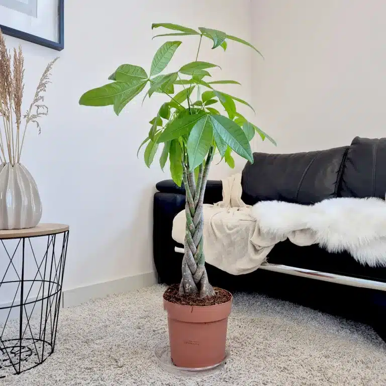 Pachira wodna (Pachira aquatica) 100cm