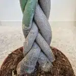 Pachira wodna (Pachira aquatica) 100cm