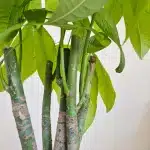 Pachira wodna (Pachira aquatica) 100cm