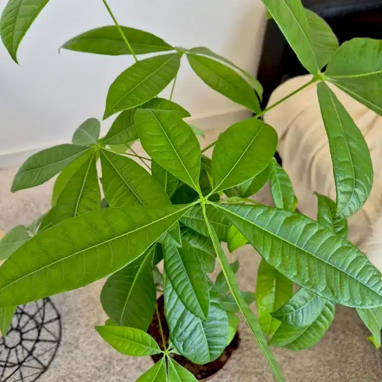 Pachira wodna (Pachira aquatica) 100cm