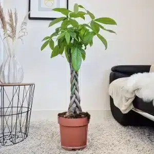 Pachira wodna (Pachira aquatica) 100cm