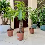 Pachira wodna (Pachira aquatica) 100cm