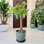 Pachira wodna (Pachira aquatica) 100cm