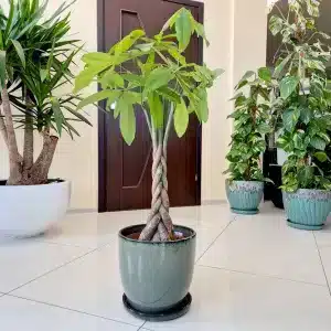 Pachira wodna (Pachira aquatica) 100cm