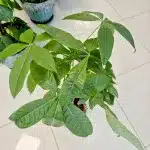 Pachira wodna (Pachira aquatica) 100cm