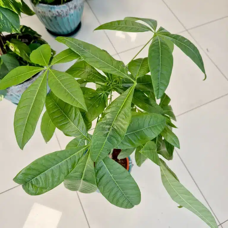 Pachira wodna (Pachira aquatica) 100cm