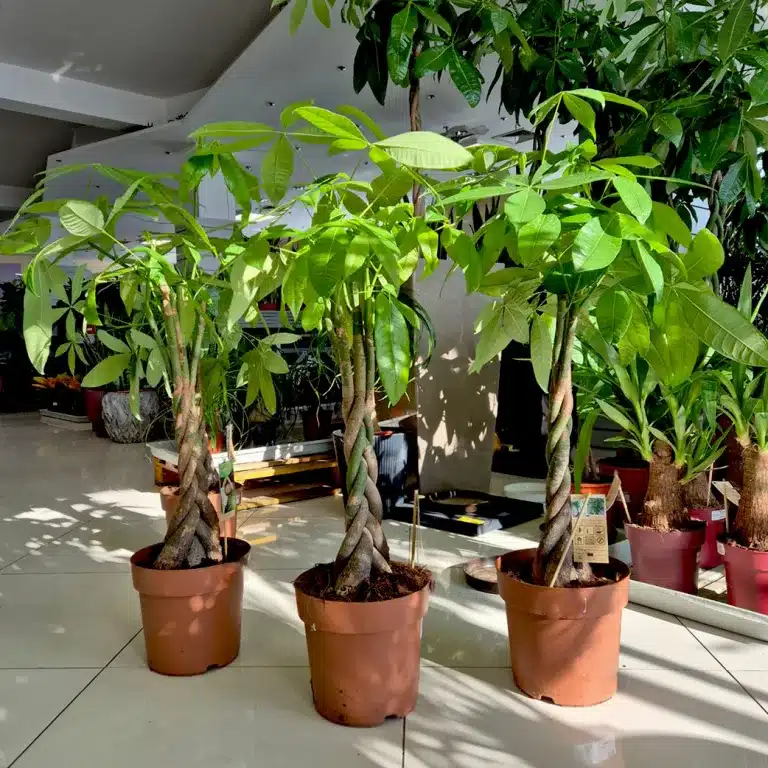 Pachira wodna (Pachira aquatica) 100cm