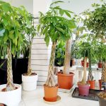 Pachira wodna (Pachira aquatica) 175cm