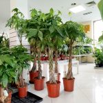 Pachira wodna (Pachira aquatica) 150cm