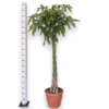 Pachira wodna (Pachira aquatica) 170-190cm