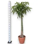 Pachira wodna (Pachira aquatica) 180cm