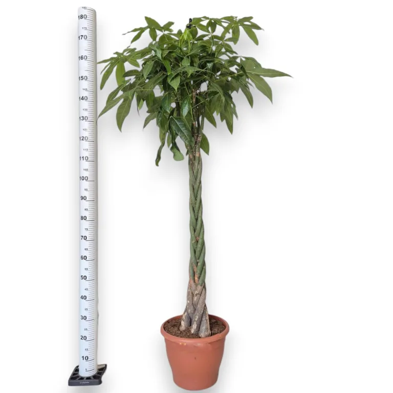 Pachira wodna (Pachira aquatica) 180cm